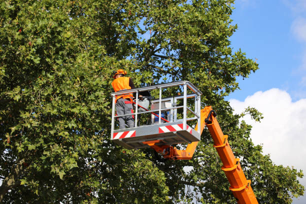 Best Root Management and Removal  in Berkshire Lakes, FL