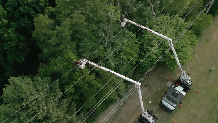 How Our Tree Care Process Works  in  Berkshire Lakes, FL